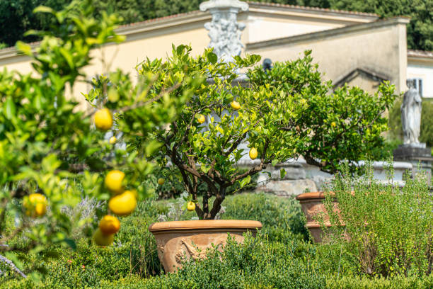Giardino di agrumi in vaso, tipico di Buggiano Castello