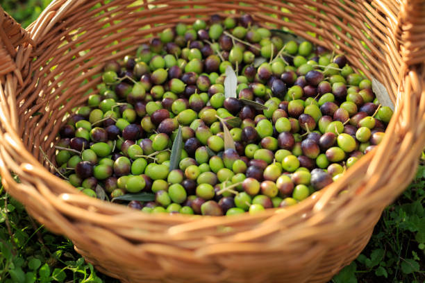 Cesto di olive appena raccolte in Toscana