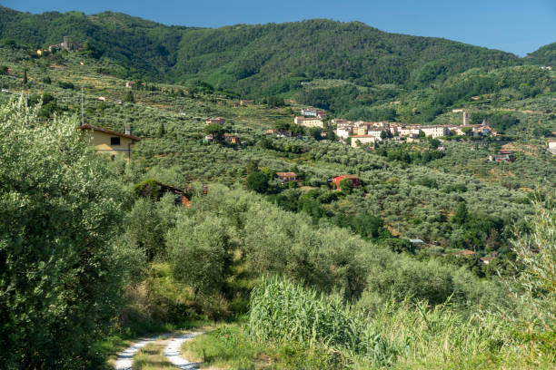 Uliveti sulle colline della Valdinievole